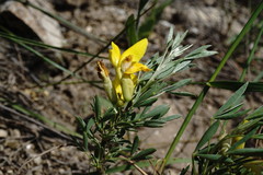 Chamaecytisus wulfii
