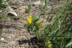 Chamaecytisus wulfii