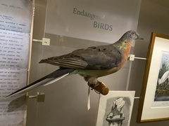 Ectopistes migratorius