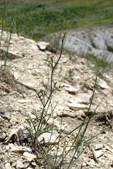 Brassica elongata pinnatifida