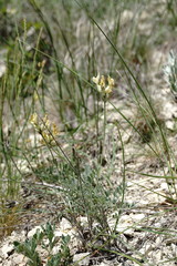 Astragalus glaucus