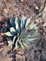 Agave guadalajarana