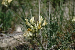 Astragalus glaucus