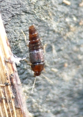 Habrocerus capillaricornis