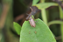 Disonycha bicarinata