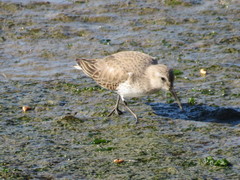 Calidris alpina