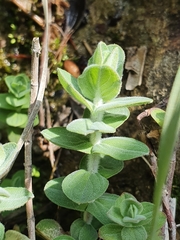 Hypericum tomentosum