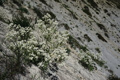 Crambe pinnatifida