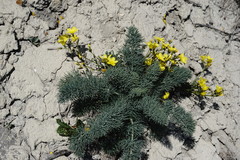 Linum pallasianum