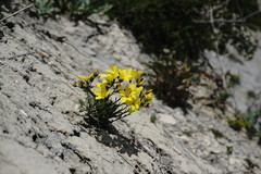 Linum pallasianum