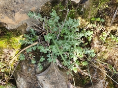 Hypericum tomentosum