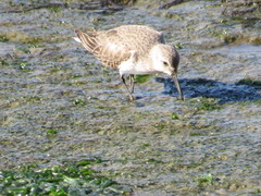 Calidris alpina