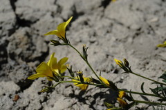 Linum pallasianum