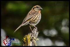 Carpodacus thura