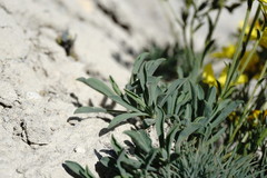 Linum pallasianum