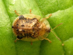 Cassida piperata