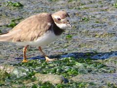 Charadrius hiaticula
