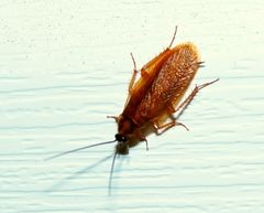 Parcoblatta bolliana