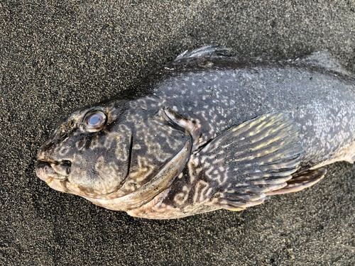 Keke (Aplodactylus arctidens) — Aplodactylidae — 2