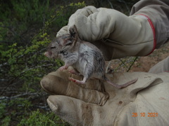 Onychomys leucogaster