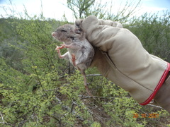 Onychomys leucogaster