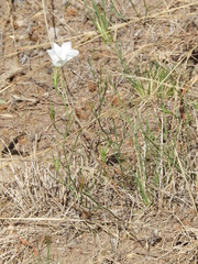 Nierembergia rigida