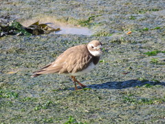 Charadrius hiaticula