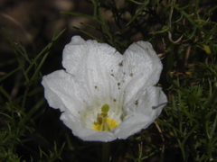 Nierembergia rigida