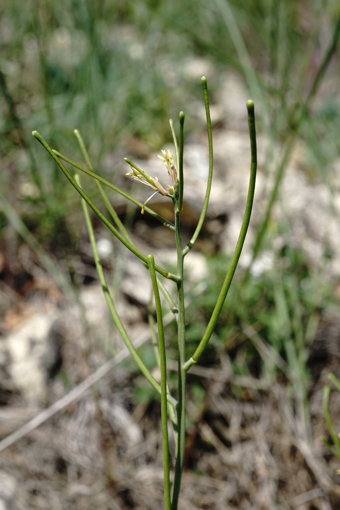 Conringia clavata