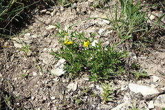 Chamaecytisus wulfii