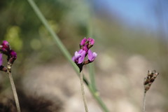 Astragalus tenuifolius