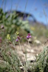 Astragalus tenuifolius