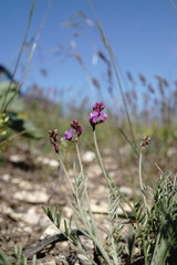Astragalus tenuifolius