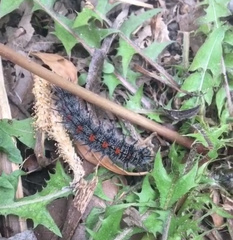 Nymphalis