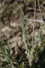 Astragalus tenuifolius