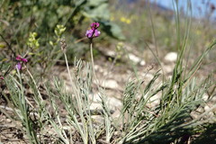 Astragalus tenuifolius