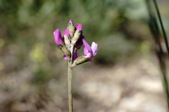 Astragalus tenuifolius