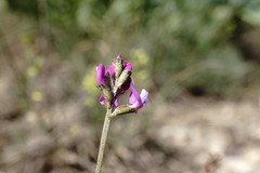 Astragalus tenuifolius