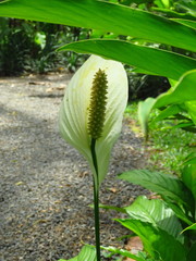 Spathiphyllum wallisii
