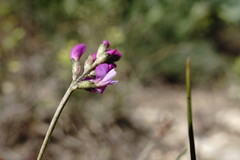 Astragalus tenuifolius
