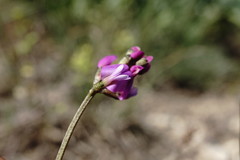 Astragalus tenuifolius