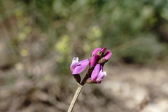 Astragalus tenuifolius