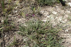 Astragalus tenuifolius