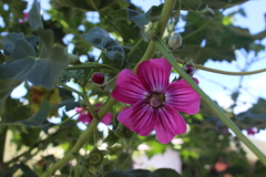 Malva assurgentiflora