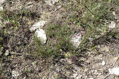 Astragalus tenuifolius