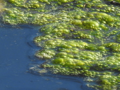 Cladophora glomerata