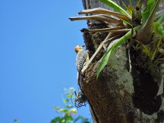 Melanerpes hoffmannii