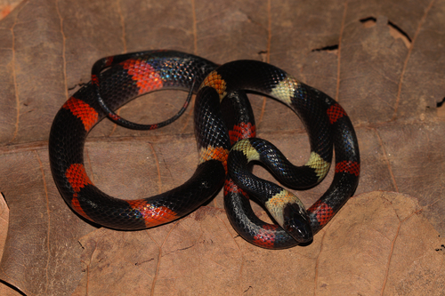 Forest Flame Snake