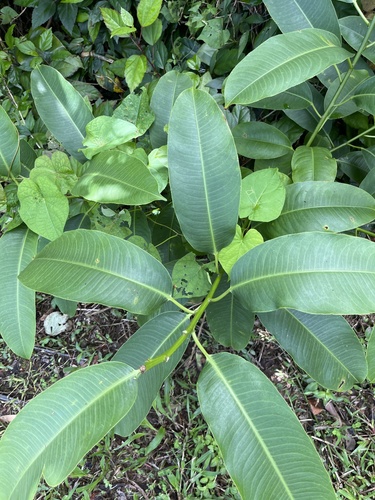 Hinchahuevos (Sapium laurifolium)