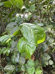 Alchornea latifolia